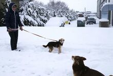 CARLITA, Hund, Mischlingshund in Bulgarien - Bild 11