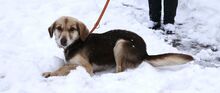 CARLITA, Hund, Mischlingshund in Bulgarien - Bild 12