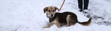 CARLITA, Hund, Mischlingshund in Bulgarien - Bild 13