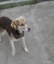 CARLITA, Hund, Mischlingshund in Bulgarien - Bild 2