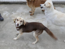 CARLITA, Hund, Mischlingshund in Bulgarien - Bild 3