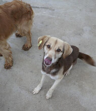 CARLITA, Hund, Mischlingshund in Bulgarien - Bild 4