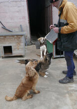CARLITA, Hund, Mischlingshund in Bulgarien - Bild 5