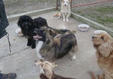 CARLITA, Hund, Mischlingshund in Bulgarien - Bild 6