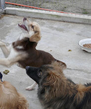 CARLITA, Hund, Mischlingshund in Bulgarien - Bild 7