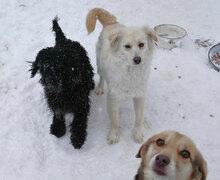CARLITA, Hund, Mischlingshund in Bulgarien - Bild 8