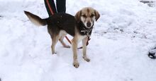 CARLITA, Hund, Mischlingshund in Bulgarien - Bild 9