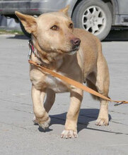 TANIEKA, Hund, Mischlingshund in Bulgarien - Bild 1