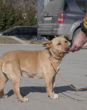 TANIEKA, Hund, Mischlingshund in Bulgarien - Bild 10