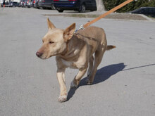 TANIEKA, Hund, Mischlingshund in Bulgarien - Bild 11