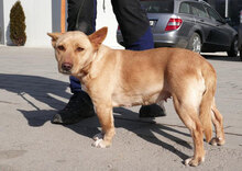 TANIEKA, Hund, Mischlingshund in Bulgarien - Bild 12