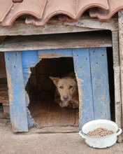 TANIEKA, Hund, Mischlingshund in Bulgarien - Bild 13