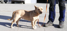 TANIEKA, Hund, Mischlingshund in Bulgarien - Bild 2
