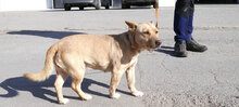 TANIEKA, Hund, Mischlingshund in Bulgarien - Bild 3
