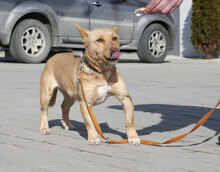 TANIEKA, Hund, Mischlingshund in Bulgarien - Bild 4