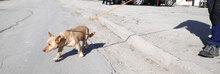 TANIEKA, Hund, Mischlingshund in Bulgarien - Bild 5
