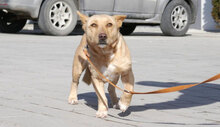 TANIEKA, Hund, Mischlingshund in Bulgarien - Bild 6
