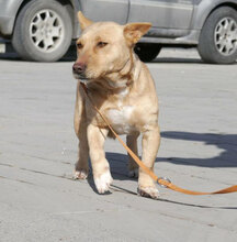 TANIEKA, Hund, Mischlingshund in Bulgarien - Bild 7