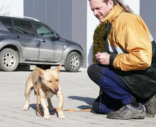 TANIEKA, Hund, Mischlingshund in Bulgarien - Bild 8