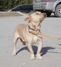 TANIEKA, Hund, Mischlingshund in Bulgarien - Bild 9