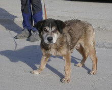 WILLI, Hund, Mischlingshund in Bulgarien