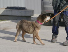 WILLI, Hund, Mischlingshund in Bulgarien - Bild 10