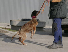 WILLI, Hund, Mischlingshund in Bulgarien - Bild 11