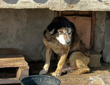 WILLI, Hund, Mischlingshund in Bulgarien - Bild 12