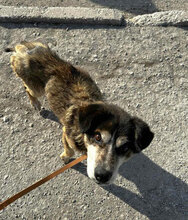 WILLI, Hund, Mischlingshund in Bulgarien - Bild 13