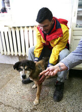 WILLI, Hund, Mischlingshund in Bulgarien - Bild 14