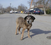 WILLI, Hund, Mischlingshund in Bulgarien - Bild 2