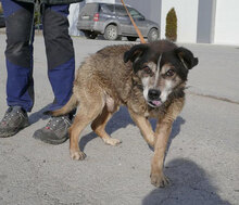 WILLI, Hund, Mischlingshund in Bulgarien - Bild 3