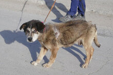 WILLI, Hund, Mischlingshund in Bulgarien - Bild 4