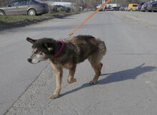 WILLI, Hund, Mischlingshund in Bulgarien - Bild 5