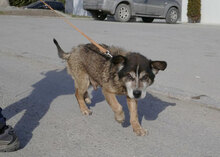 WILLI, Hund, Mischlingshund in Bulgarien - Bild 7