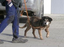 WILLI, Hund, Mischlingshund in Bulgarien - Bild 8