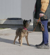 WILLI, Hund, Mischlingshund in Bulgarien - Bild 9