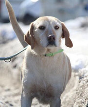 SHARMA, Hund, Labrador-Golden Retriever-Mix in Bulgarien - Bild 1
