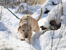 SHARMA, Hund, Labrador-Golden Retriever-Mix in Bulgarien - Bild 10