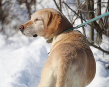 SHARMA, Hund, Labrador-Golden Retriever-Mix in Bulgarien - Bild 11