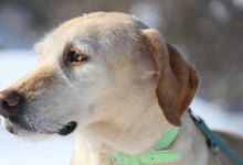 SHARMA, Hund, Labrador-Golden Retriever-Mix in Bulgarien - Bild 12