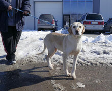 SHARMA, Hund, Labrador-Golden Retriever-Mix in Bulgarien - Bild 2