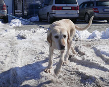 SHARMA, Hund, Labrador-Golden Retriever-Mix in Bulgarien - Bild 3