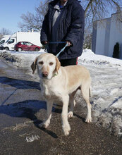 SHARMA, Hund, Labrador-Golden Retriever-Mix in Bulgarien - Bild 4