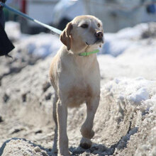 SHARMA, Hund, Labrador-Golden Retriever-Mix in Bulgarien - Bild 5