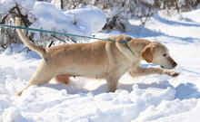 SHARMA, Hund, Labrador-Golden Retriever-Mix in Bulgarien - Bild 7