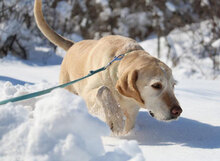SHARMA, Hund, Labrador-Golden Retriever-Mix in Bulgarien - Bild 8