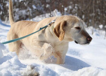 SHARMA, Hund, Labrador-Golden Retriever-Mix in Bulgarien - Bild 9