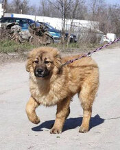 SENNA, Hund, Leonberger-Mix in Bulgarien - Bild 1