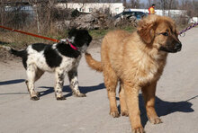 SENNA, Hund, Leonberger-Mix in Bulgarien - Bild 12